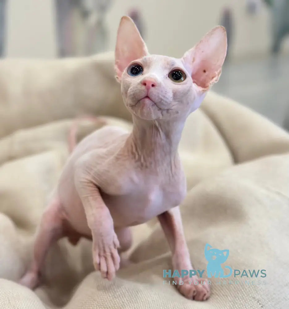 Tiki Canadian Sphynx male white Full Payment live animals