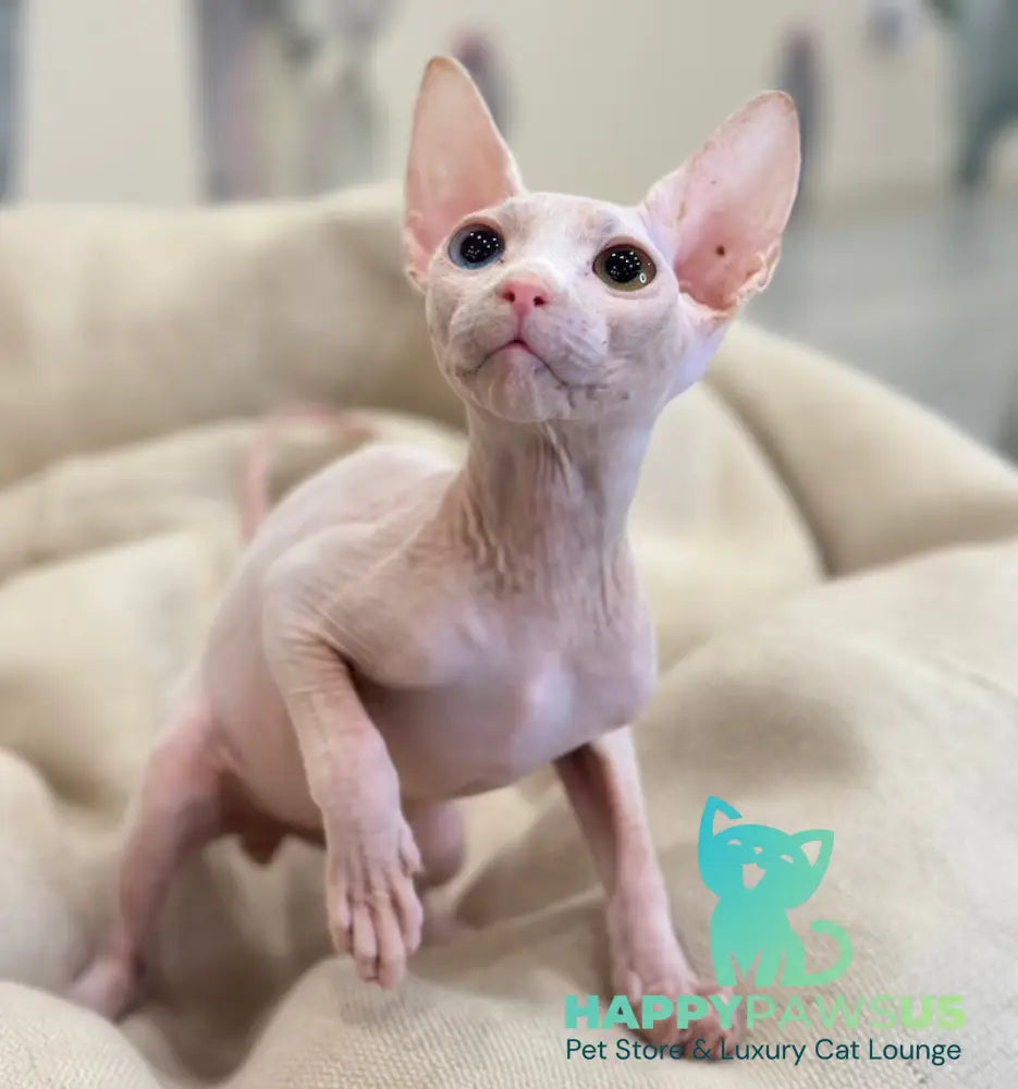 Tiki Canadian Sphynx male white Full Payment live animals