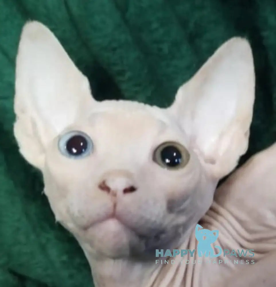 Tiki Canadian Sphynx male white live animals
