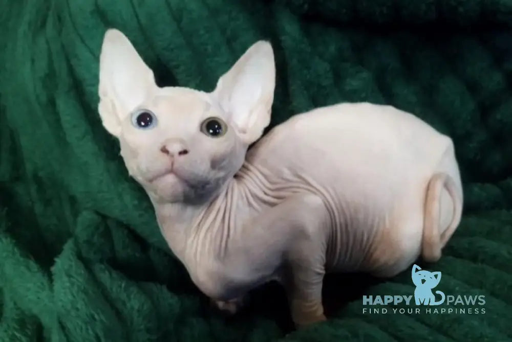 Tiki Canadian Sphynx male white live animals