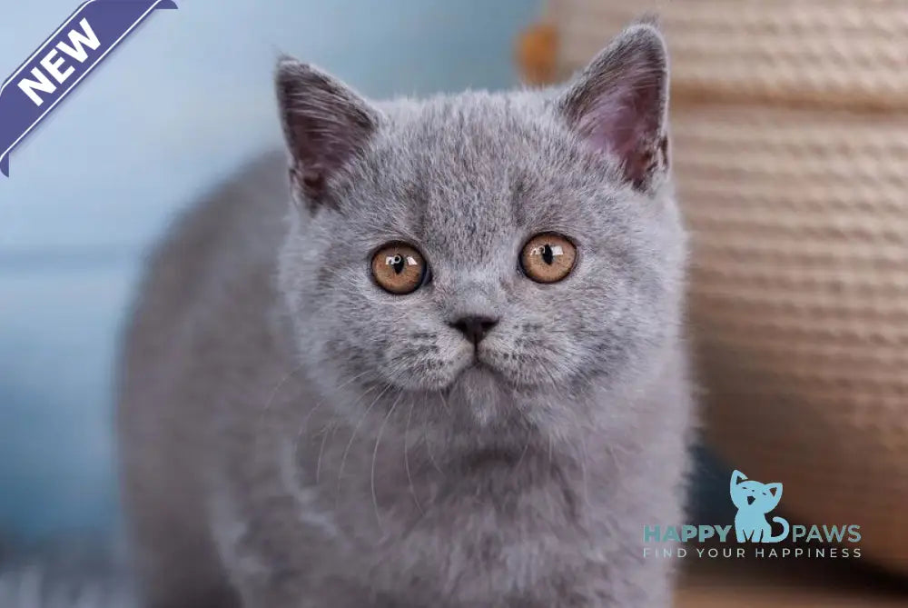 Tilda British Shorthair female blue live animals