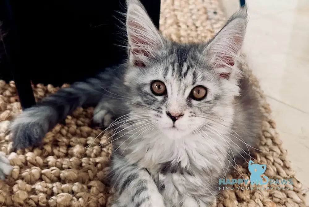 Tilly Maine Coon female black tortie live animals