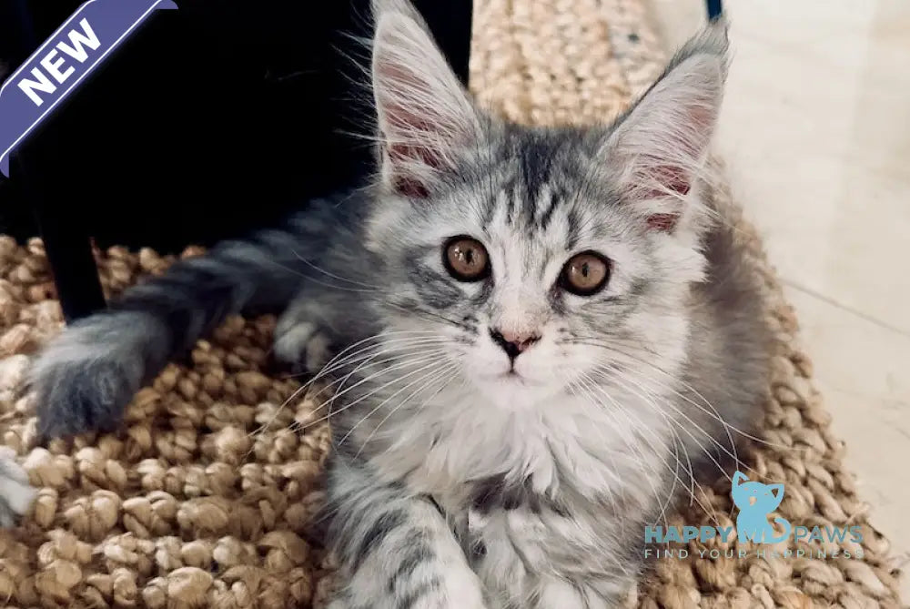 Tilly Maine Coon female black tortie live animals