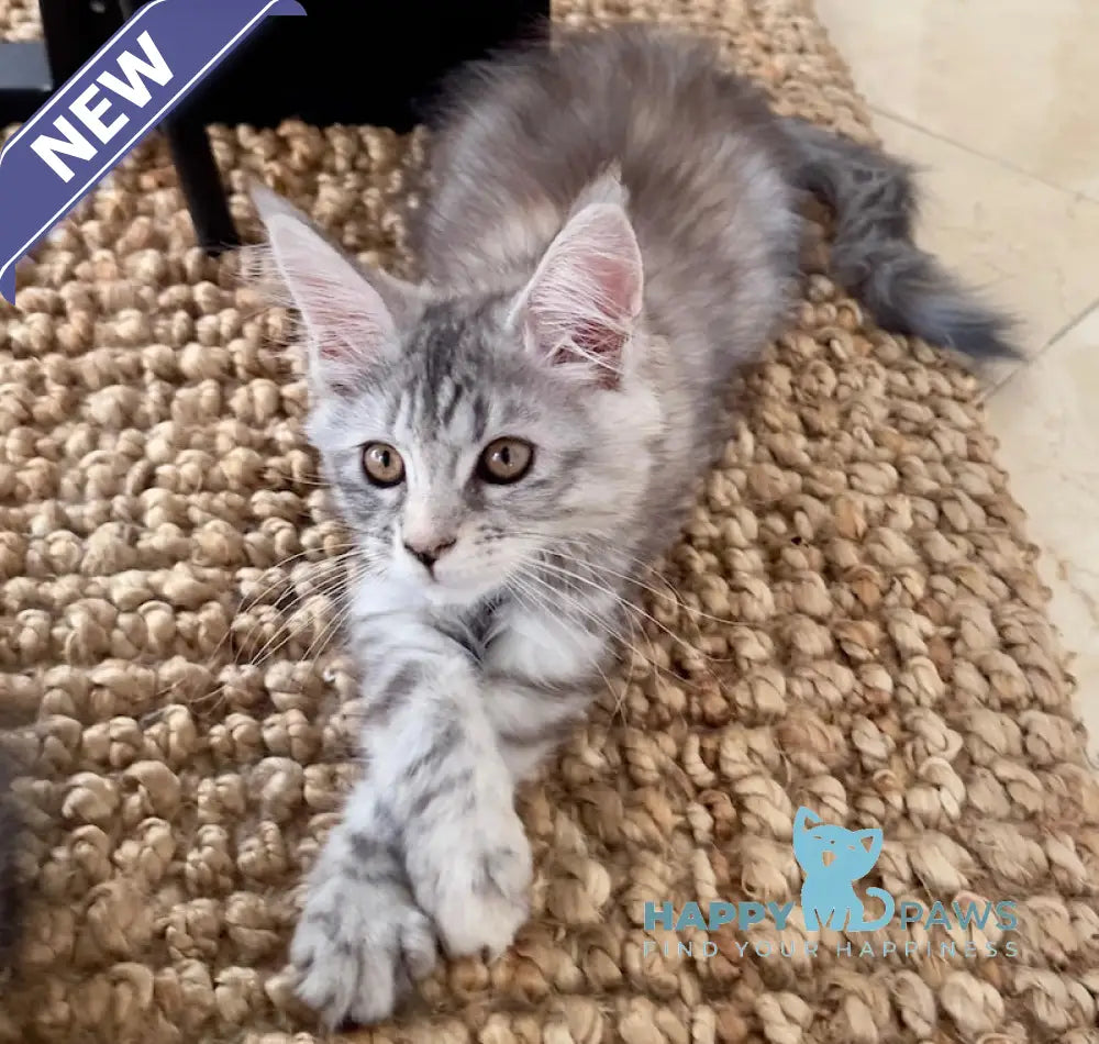 Tilly Maine Coon female black tortie live animals