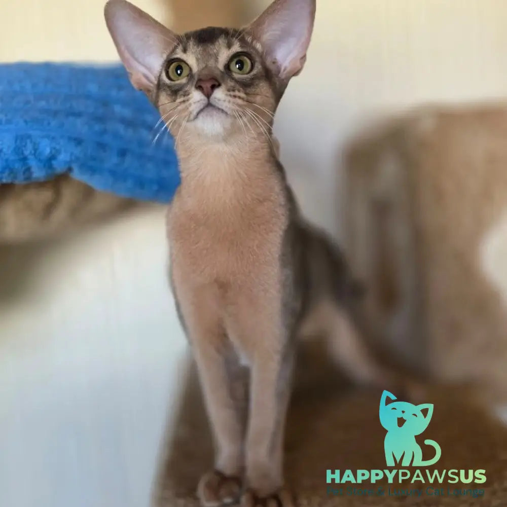 Tim Abyssinian male blue - live animals