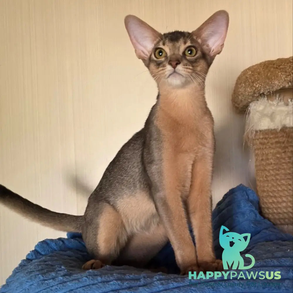 Tim Abyssinian male blue - live animals