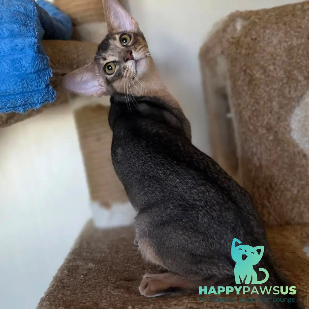 Tim Abyssinian male blue - live animals