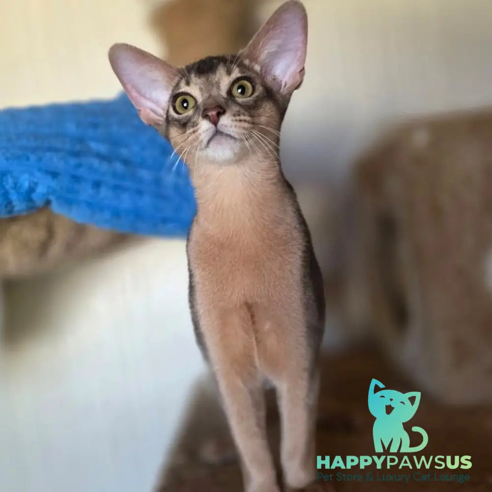 Tim Abyssinian male blue - live animals
