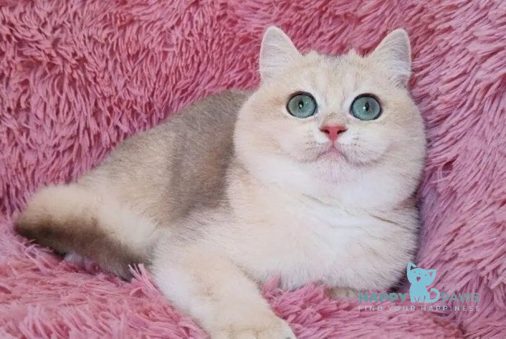 Tim British Shorthair male blue golden chinchilla live animals