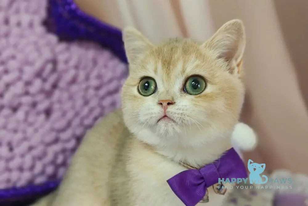 Timberlake British Shorthair male lilac golden chinchilla live animals