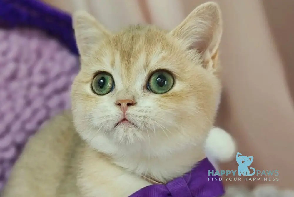 Timberlake British Shorthair male lilac golden chinchilla live animals