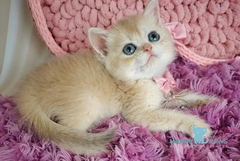 Timberlake British Shorthair male blue golden chinchilla live animals