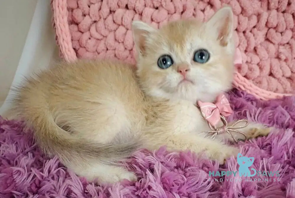 Timberlake British Shorthair male blue golden chinchilla live animals
