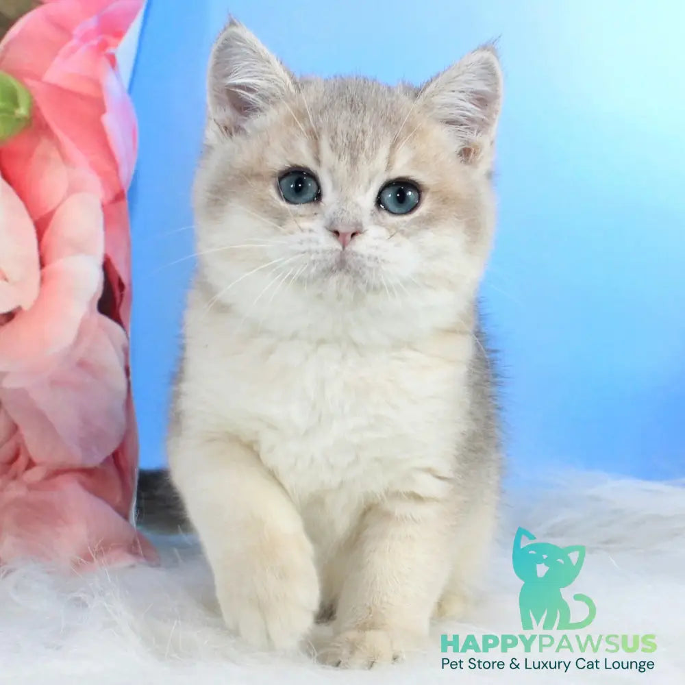 Timi British Shorthair male blue golden shaded - live animals