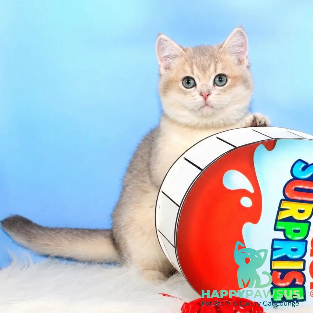 Timi British Shorthair male blue golden shaded - live animals