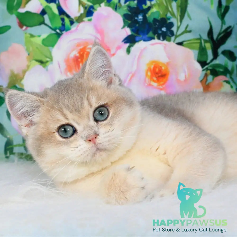 Timi British Shorthair male blue golden shaded - live animals