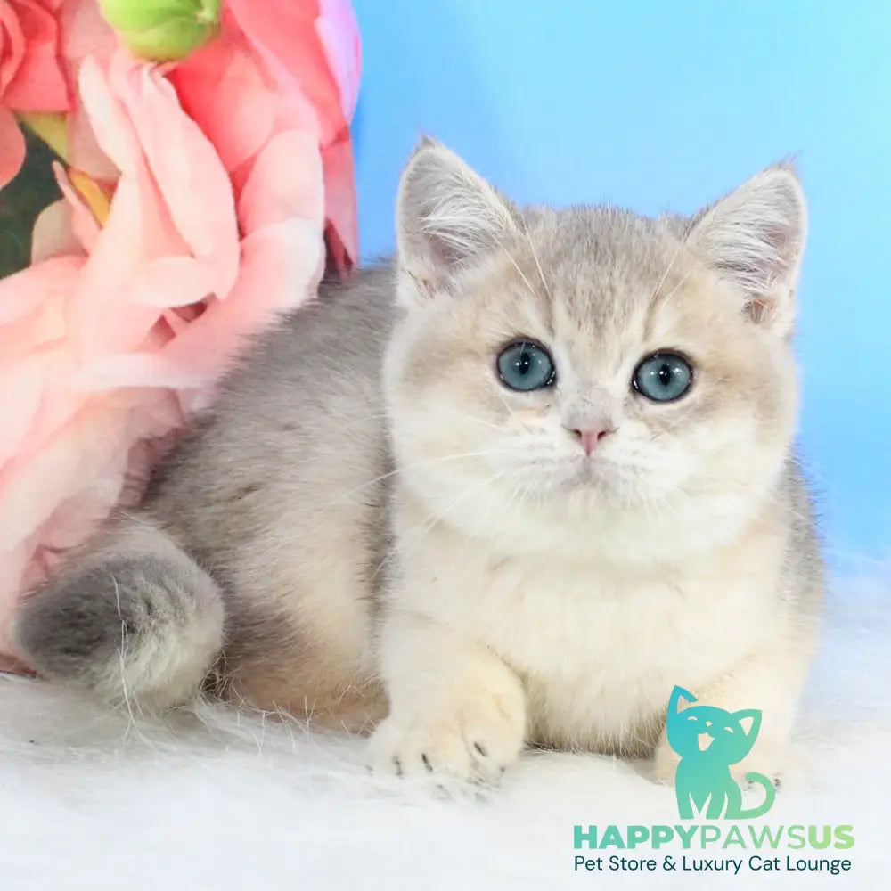 Timi British Shorthair male blue golden shaded - live animals