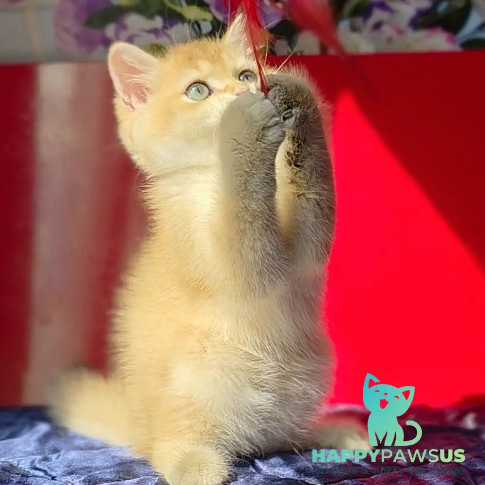 Timka British Shorthair male black golden chinchilla - live animals