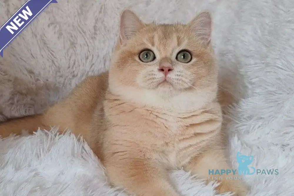 Timmi British Shorthair male blue golden chinchilla live animals