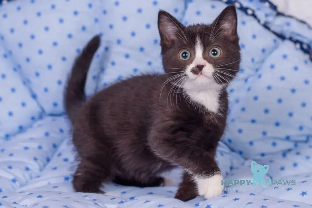 Timmy British Shorthair male black bicolour live animals