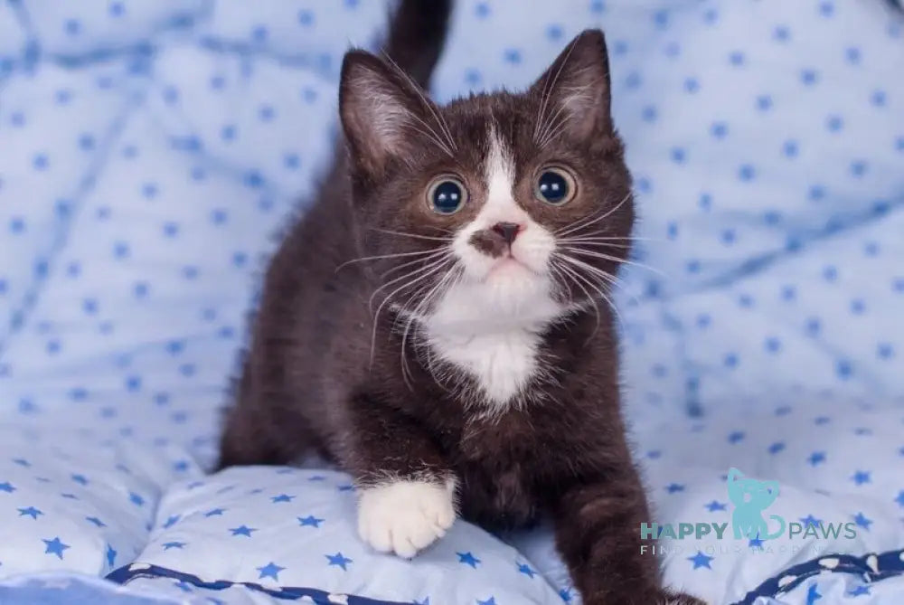 Timmy British Shorthair male black bicolour live animals