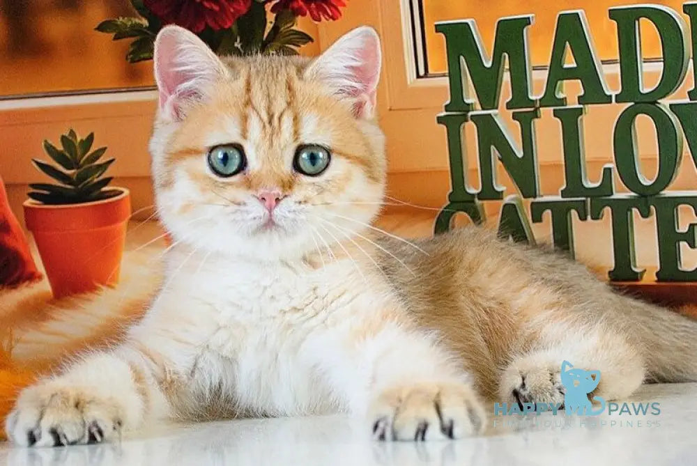 Timmy Scottish Straight male black golden shaded live animals