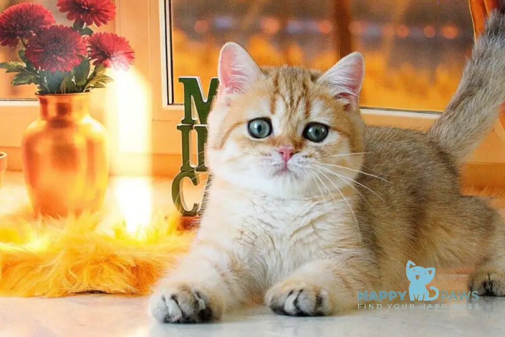 Timmy Scottish Straight male black golden shaded live animals