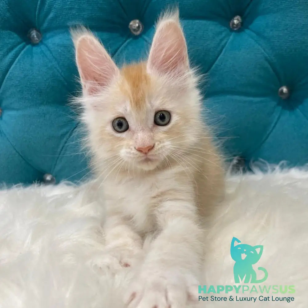 Timofey Maine Coon male red silver - live animals