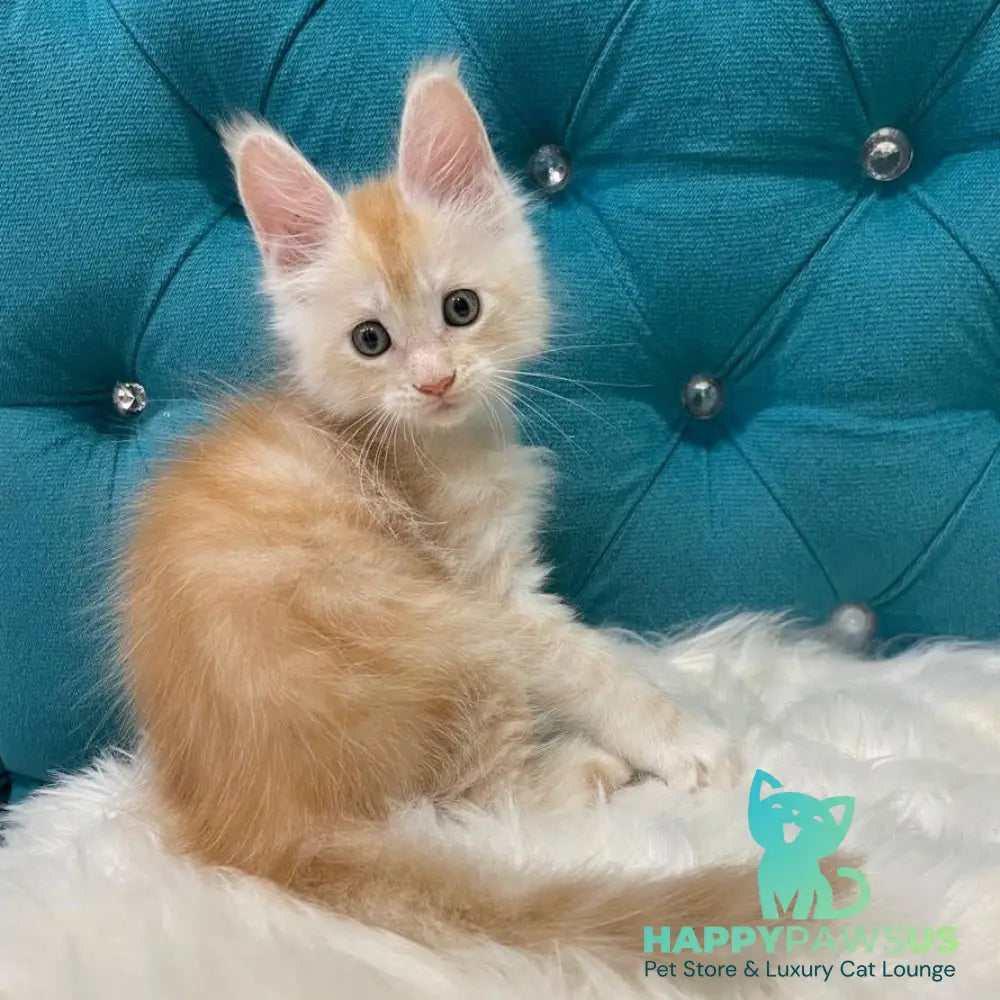 Timofey Maine Coon male red silver - live animals