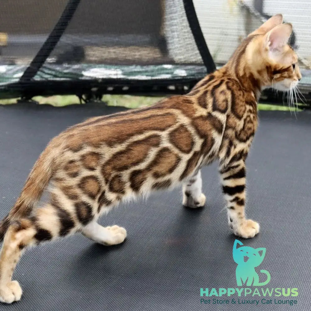 Timokha Bengal male black spotted tabby - live animals