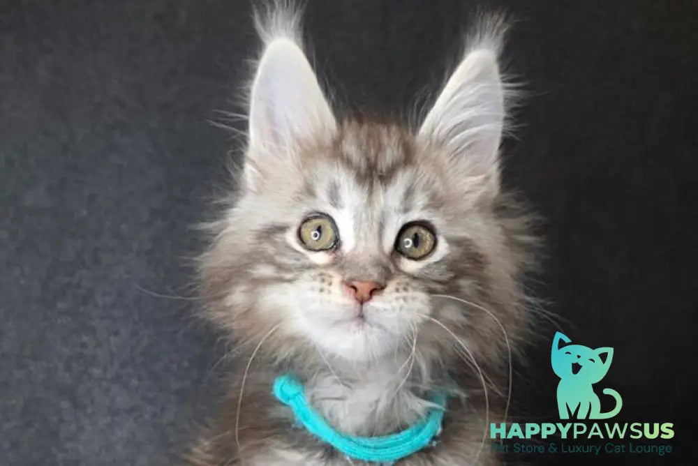 Timon Maine Coon male black silver bicolour tabby live animals