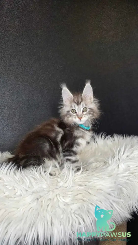 Timon Maine Coon male black silver bicolour tabby live animals