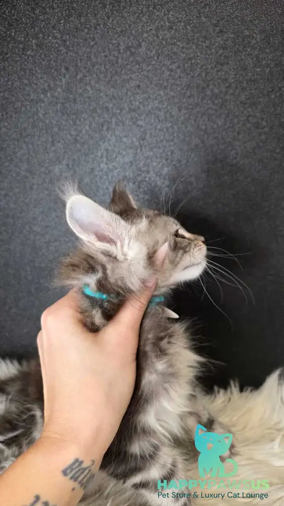 Timon Maine Coon male black silver bicolour tabby live animals