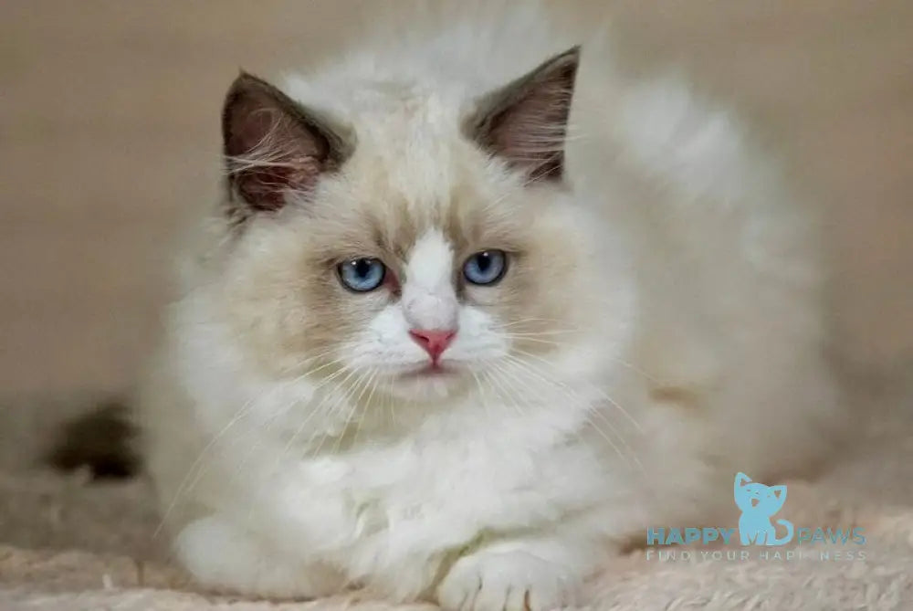 Timon Ragdoll male blue bicolour live animals