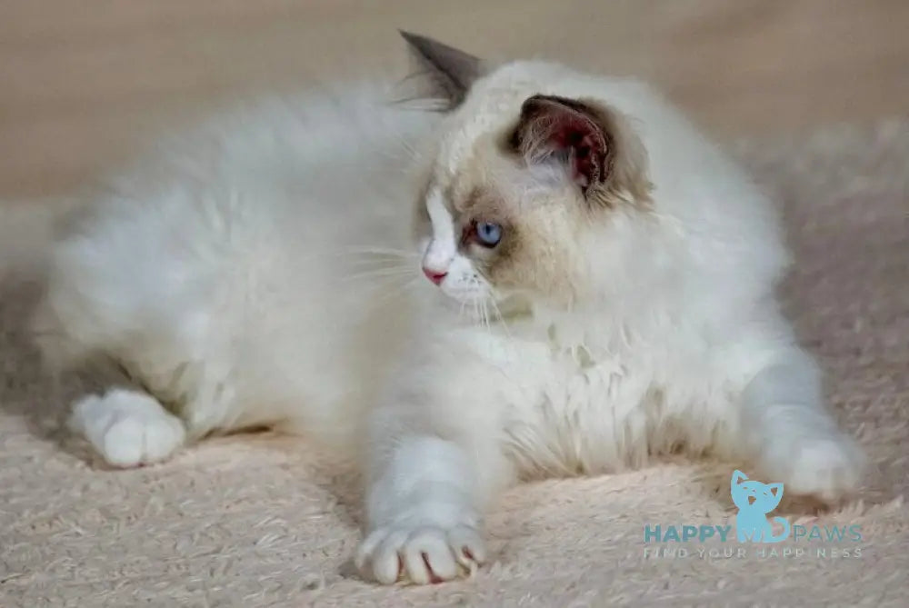 Timon Ragdoll male blue bicolour live animals