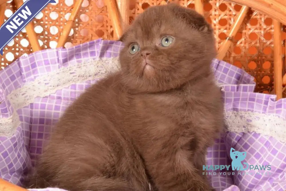 Timon Scottish Fold male chocolate live animals