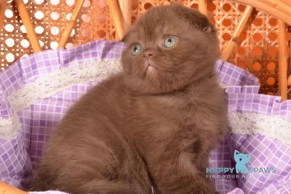 Timon Scottish Fold male chocolate live animals