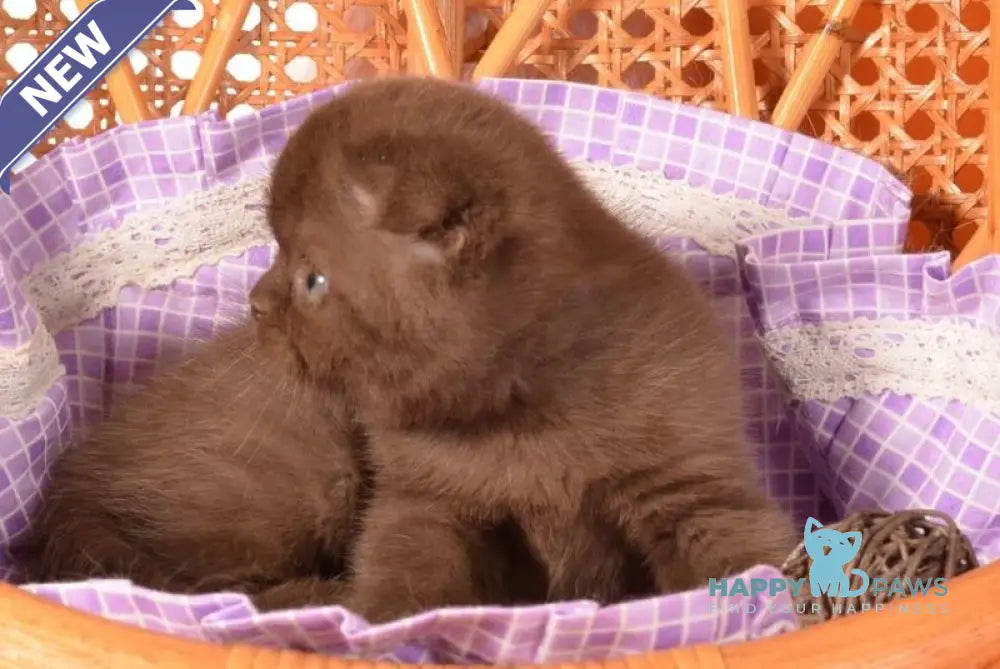 Timon Scottish Fold male chocolate live animals