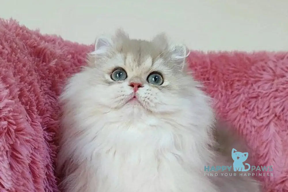 Timos British Longhair male blue golden chinchilla live animals