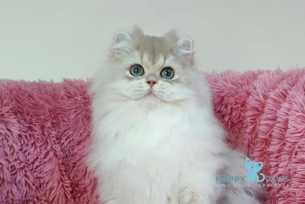 Timos British Longhair male blue golden chinchilla live animals