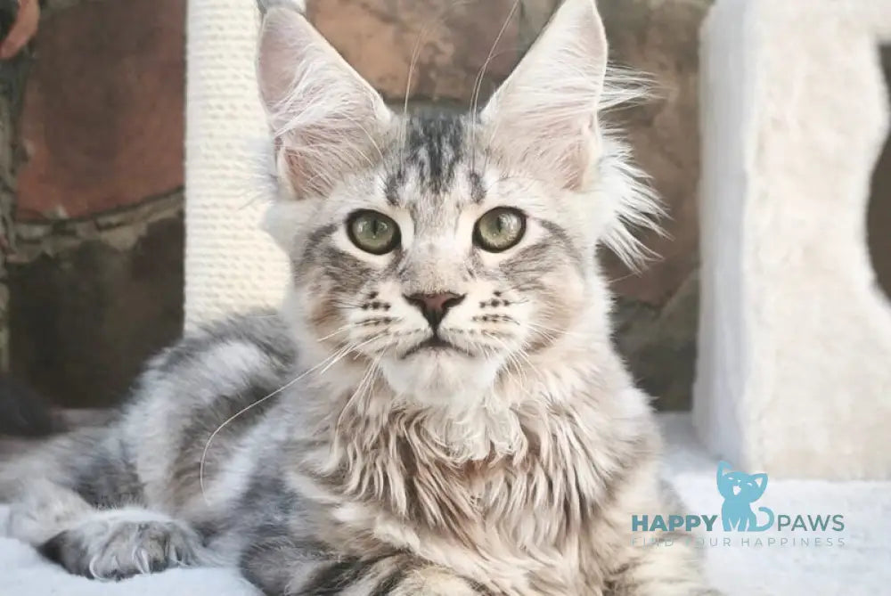 Timosha Maine Coon polydactyl male black silver tabby live animals