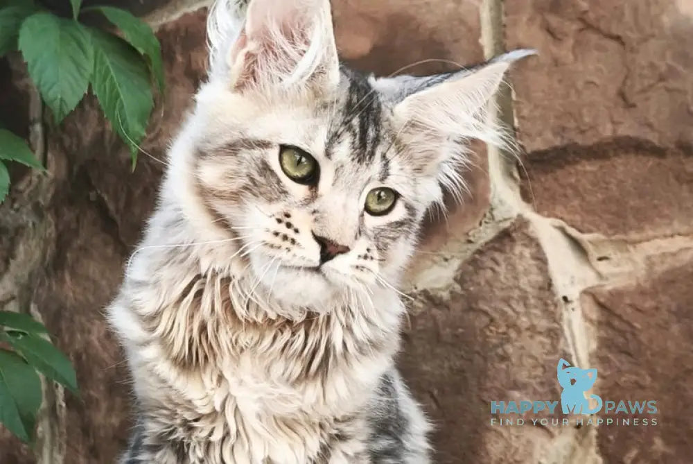 Timosha Maine Coon polydactyl male black silver tabby live animals