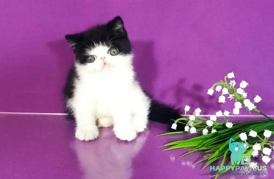 Timothy Exotic male black bicolour - live animals