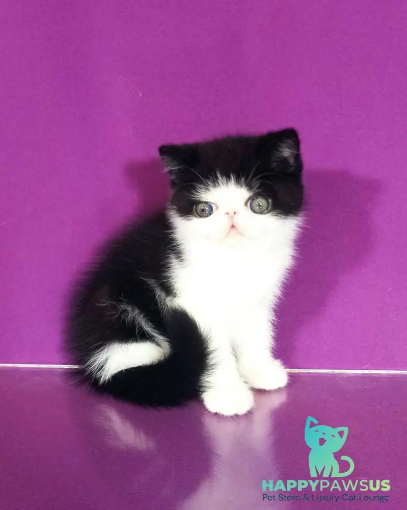 Timothy Exotic male black bicolour - live animals
