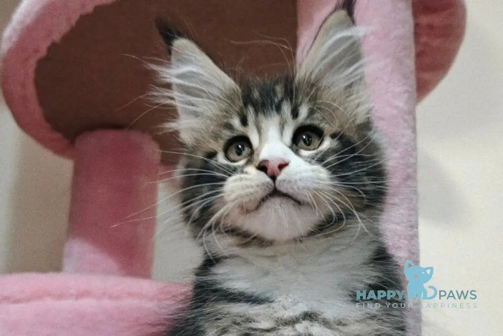 Timothy Maine Coon male black tabby with white live animals