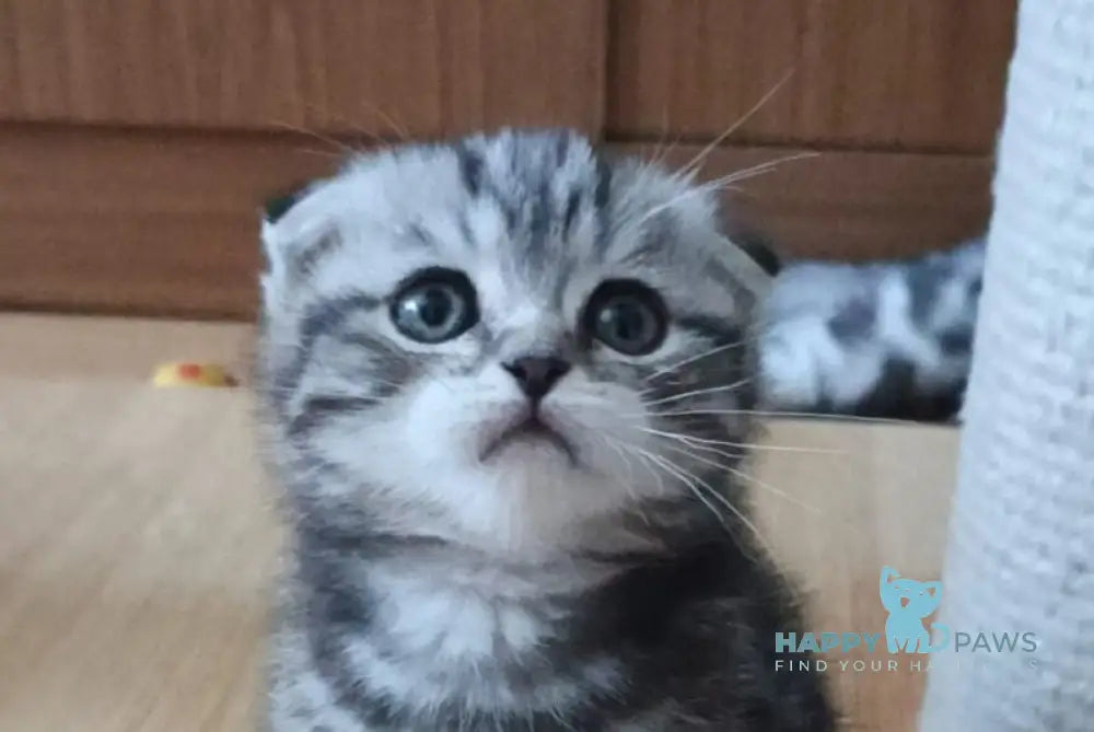 Timothy Scottish Fold male black tabby live animals