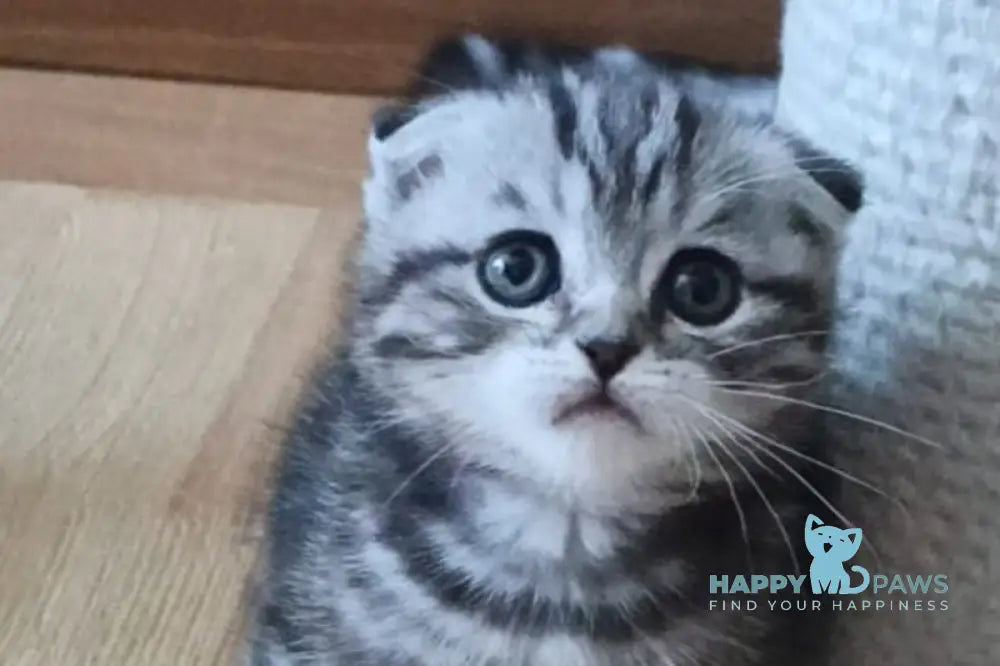 Timothy Scottish Fold male black tabby live animals