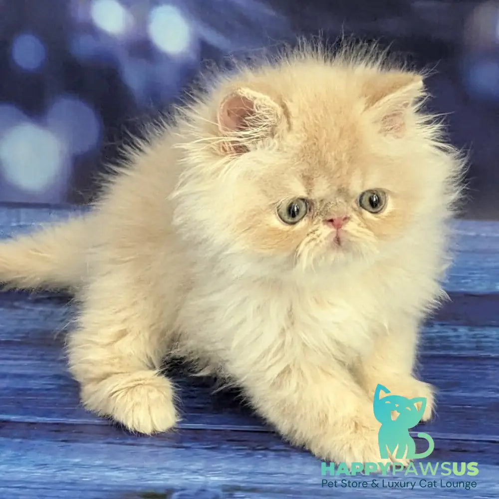 Timoti Persian male cream tabby - live animals
