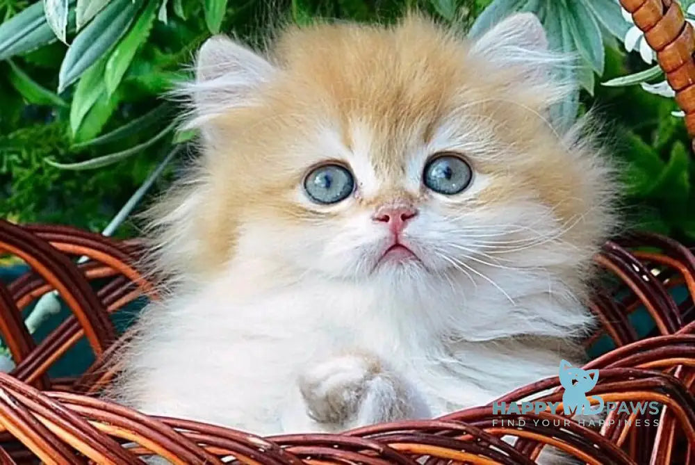 Timur British Longhair male chocolate golden chinchilla live animals