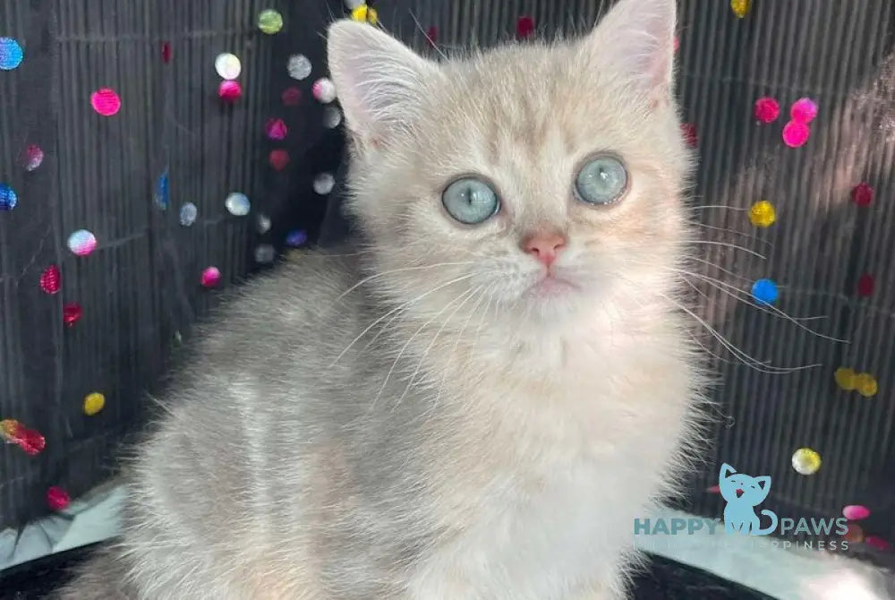 Timur British Shorthair male blue golden tabby live animals